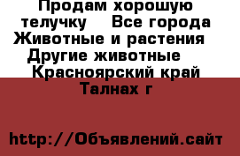 Продам хорошую телучку. - Все города Животные и растения » Другие животные   . Красноярский край,Талнах г.